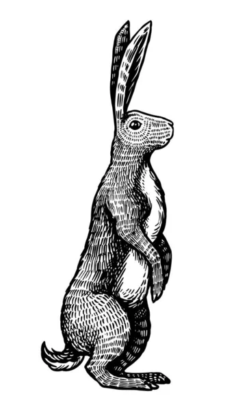 Liebre silvestre o conejo marrón se encuentra en sus patas traseras. Conejito europeo o conejo cobarde. Dibujo de animal viejo grabado a mano para camiseta, tatuaje o etiqueta o póster. Ilustración vectorial. — Vector de stock