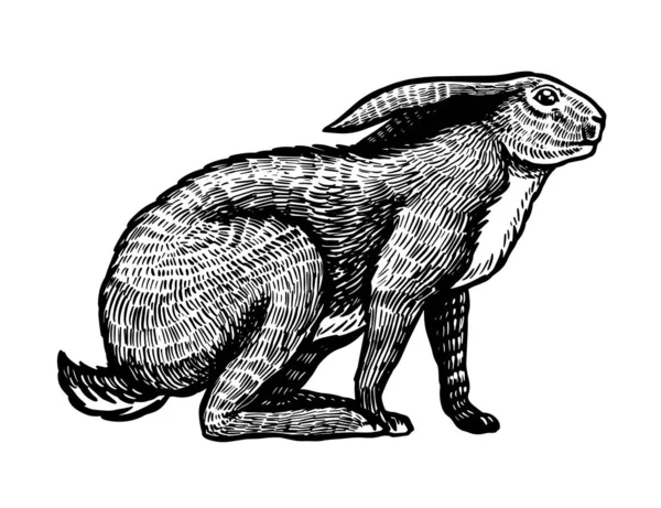 Liebre silvestre o conejo marrón se sienta. Conejito europeo o conejo cobarde. Dibujo de animal viejo grabado a mano para camiseta, tatuaje o etiqueta o póster. Ilustración vectorial. — Vector de stock