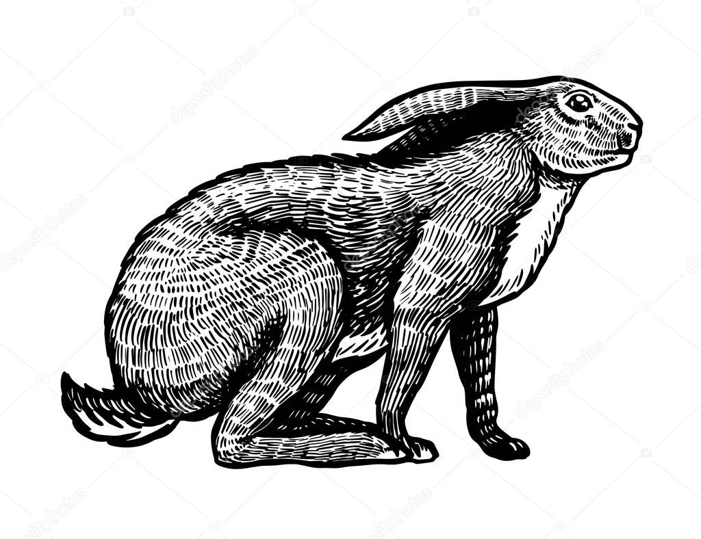 Wild hare or brown rabbit sits. European Bunny or cowardly coney. Hand drawn engraved old animal sketch for T-shirt, tattoo or label or poster. Vector illustration.