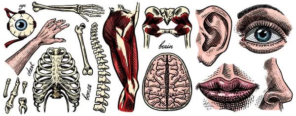 Anatomie lidských kostí a svalů. Orgánové systémy. Tělo a hrudník a pánev, srdce a mozek, oko a páteř, odběr smyslové kůry mozkové. Nohy a paže. Ručně kreslená biologie ilustrace. — Stockový vektor
