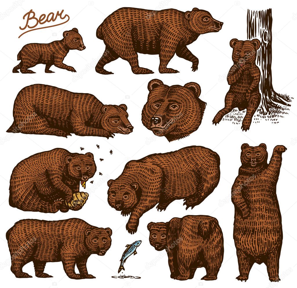 Grizzly bear set. Collection of hunting Brown wild animals in different poses. Hand drawn engraved old sketch for T-shirt, tattoo or label or poster. Side and front view. Vector illustration.