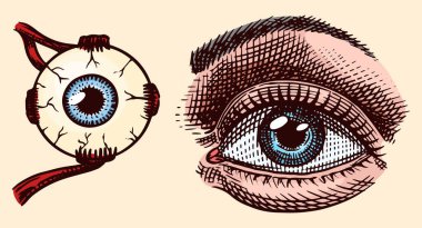 Yüzün sol tarafındaki insan gözü. Kan damarlı beyaz sklera, mavi iris ve siyah gözbebeği. Organ Görsel Sistemi. Elle çizilmiş illüstrasyon. İlaç posteri ya da afiş için çizim