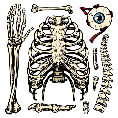 Rib Cage Free Vector Eps Cdr Ai Svg Vector Illustration Graphic Art