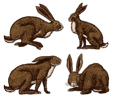 Yabani tavşanlar. Tavşanlar oturuyor ve zıplıyorlar. Orman tavşanı ya da koni. Tişört, dövme, etiket ya da poster için elle çizilmiş eski bir eskiz. Vektör illüstrasyonu.