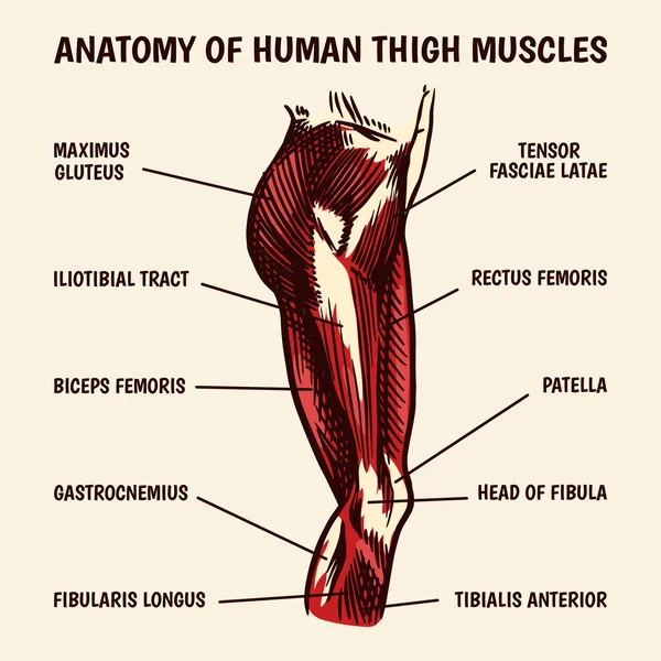 인간 허벅지 근육의 해부학은 빈티지 스타일로 되어 있다. 손으로 그린 모노크롬 스케치. 벡터 일러스트. 생물학 수업을 위한 포스터나 현수막. 신체 부위에 대한 설명. — 스톡 벡터