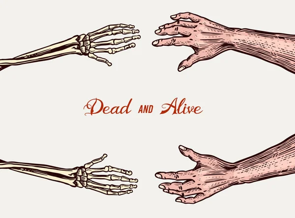 인간 과 스켈레톤의 손. 팔에 뼈가 있어. 할로윈 현수막이나 포스터의 살아 있는 개념이지. 그는 모노크롬 고전 생물학 스케치를 그렸습니다. 벡터 일러스트. — 스톡 벡터