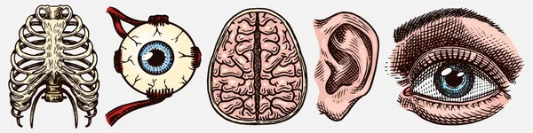 Anatomi av människoben. Organsystem. Revbur och öra, bröstkorg och hjärna, ögon- och sensorisk hjärnbark. Handritad ingraverad vektor illustration. Monokrom skiss för medicin affisch eller vetenskap banners. — Stock vektor