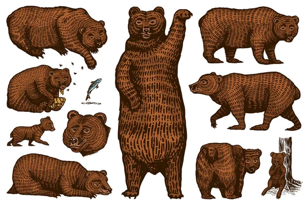 Grizzly Bear Set. Sammlung von jagenden braunen Wildtieren in verschiedenen Posen. Handgezeichnete gravierte alte Skizze für T-Shirt, Tätowierung oder Etikett oder Poster. Seiten- und Frontansicht. Vektorillustration. — Stockvektor