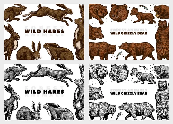 Grizzly bear and hares background. Rabbits and bunny, Brown wild animals. Hand drawn engraved old sketch for T-shirt, cards or banner or poster. Side and front view. Vector illustration. Stock Vector