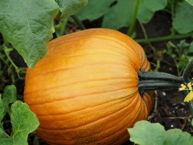 Bahçede büyük turuncu balkabağı