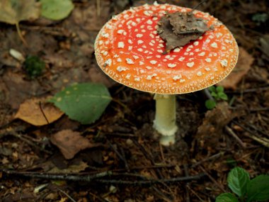 Kırmızı amanita orman