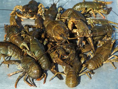 Masanın üzerine taze crayfishes