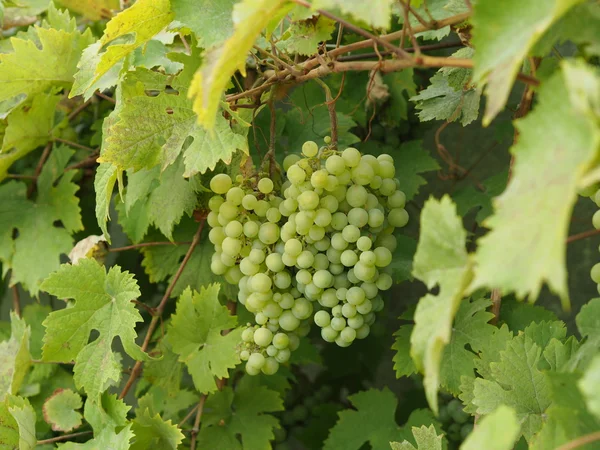 Grape in garden — Stock Photo, Image