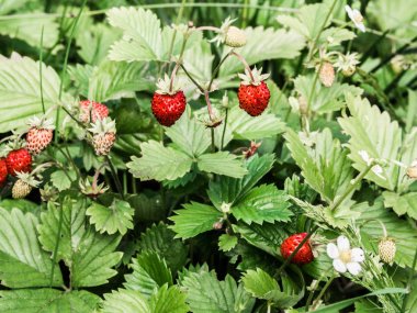 Ormanda yabani çilekler