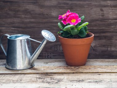Seramik bir pot ve eski bir ahşap tahta arka plan üzerinde metal bir sulama olabilir pembe çuha çiçeği
