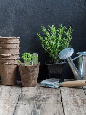 Rosemary bir pot ve fesleğen turba tencerede Fidan, Bahçe bir spatula, turba tencere bir sürü ve bir metal sulama ahşap bir arka plan üzerinde olabilir. Bahçe kavramı