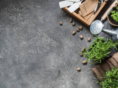 Fidan otlar - fesleğen, biberiye, kekik ve gri arka plan üzerinde çeşitli Bahçe aletleri. Bahçe kavramı. Açık alan. Üstten Görünüm