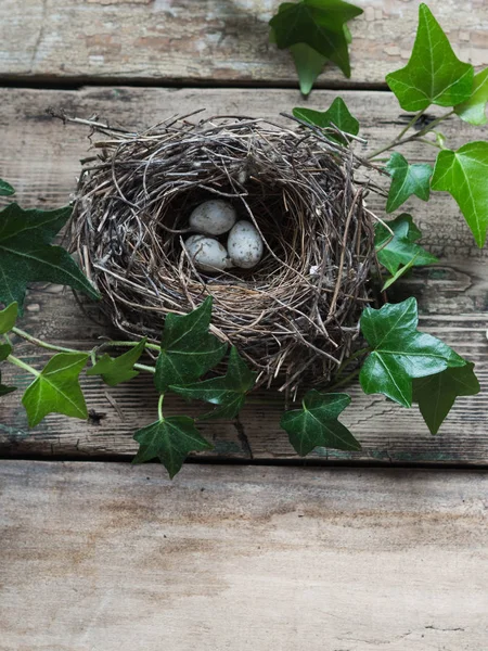 Verdadero Nido Pájaro Con Huevos Envueltos Hiedra Verde Sobre Viejo — Foto de Stock