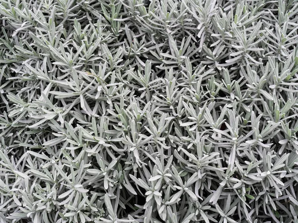 Hintergrund aus grauen Lavendelblättern — Stockfoto