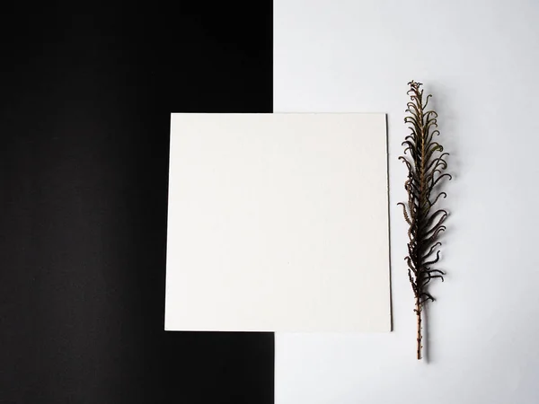 Black and white Christmas composition. White square for the inscription and dry branch fern on white background — Stock Photo, Image