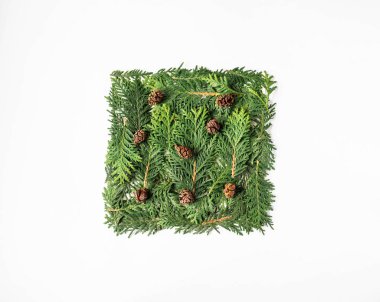 Düz, beyaz arka planda, thuja bitkilerinin doğal yerleşim alanı ve çeşitli koniler yatıyordu. Boşluğu kopyala, üst görünüm