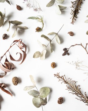 Kış bitkilerinin düz ve yaratıcı doğal arkaplanı. Alder, eğrelti otu, okaliptüs, beyaz arka planda söğüt. en üstteki görünüm
