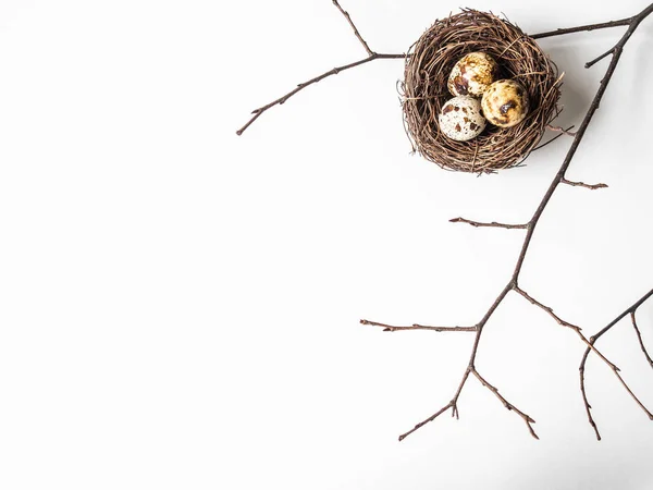 Composición creativa de Pascua de Nido, huevos de codorniz y rama de árbol sobre fondo blanco. Vista superior —  Fotos de Stock