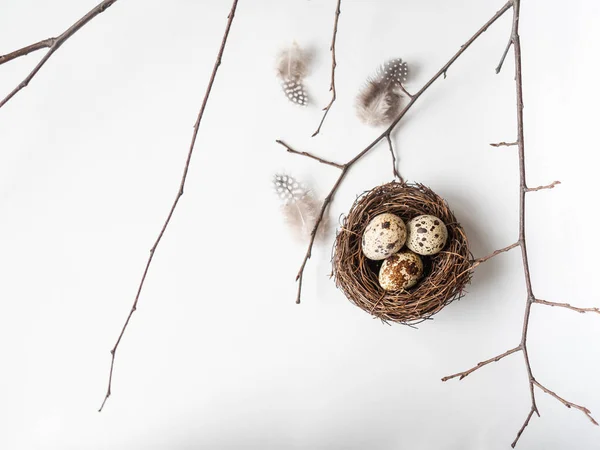 Composición creativa de Pascua de Nido, huevos de codorniz, plumas y rama de árbol sobre fondo blanco. Vista superior — Foto de Stock