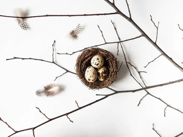 Composición creativa de Pascua de Nido, huevos de codorniz, plumas y rama de árbol sobre fondo blanco. Vista superior — Foto de Stock