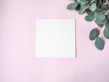 Minimum pembe arkaplan kompozisyonu düz - beyaz kare düzeni ve okaliptüs. Uzayı kopyala Üst görünüm