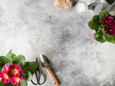 Kapalı arkaplanda bahçe aletleri ve saksılarda çicekler olan çuha çiçekleri kompozisyonu. Bahçe konsepti Üst Manzara. Boşluğu kopyala