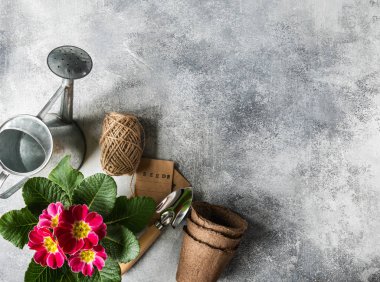 Kavanozda çuha çiçekli kompozisyon ve gri arka planda bahçe aletleri. Bahçe konsepti Üst Manzara. Boşluğu kopyala