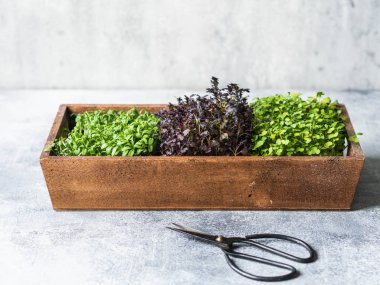 Ahşap kırsal arka planda ahşap kutuda çeşitli renkte mikro yeşiller filizleniyor..