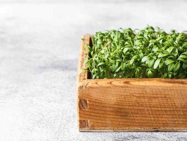 Färska Vattenkrasse Sallad Mikrogröna Groddar Trälåda Grå Bakgrund Hälsosam Balanserad — Stockfoto