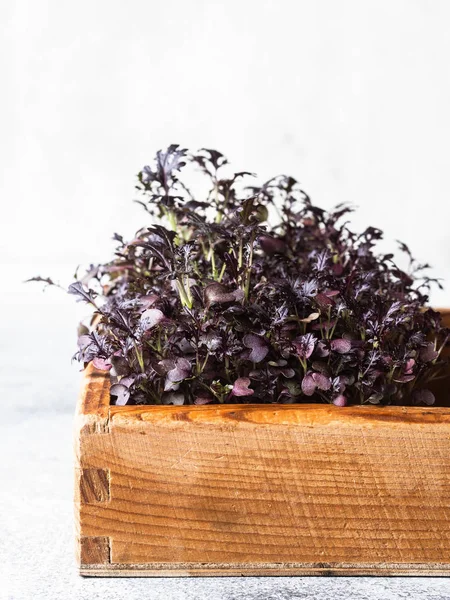 Färska senap mikrogröna groddar i trä låda på grå bakgrund. Hälsosam balanserad mat koncept. Kopiera utrymme — Stockfoto