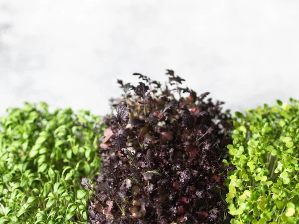 Olika färska flerfärgade mikrogröna groddar på grå bakgrund. Friska balanserad kost koncept. — Stockfoto