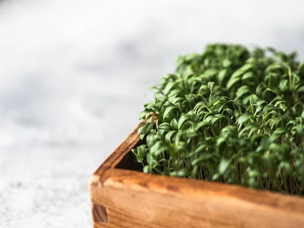 Friss vízitorma saláta mikro zöldségek csírák fa dobozban szürke alapon. Egészséges, kiegyensúlyozott ételkoncepció. Fénymásolási hely — Stock Fotó