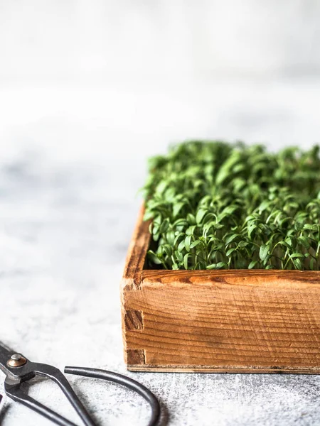Färska vattenkrasse sallad mikrogröna groddar i trälåda och sax på grå bakgrund. Friska balanserade livsmedel. — Stockfoto