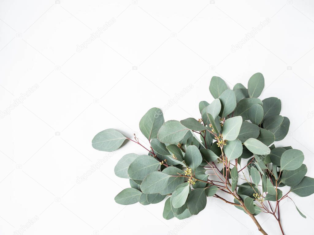 Frame or border of fresh green leaves and branches eucalyptus on a white background. Botany composition flat lay. Top view. Copy space