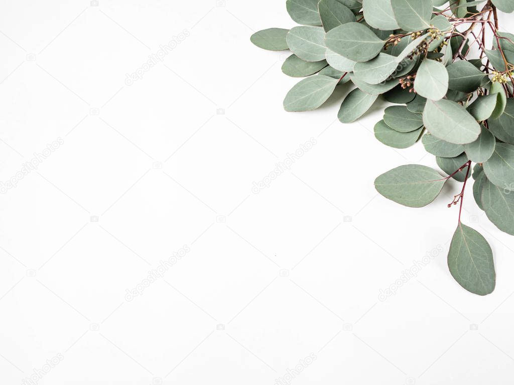 Frame or border of fresh green leaves and branches eucalyptus on a white background. Botany composition flat lay. Top view.