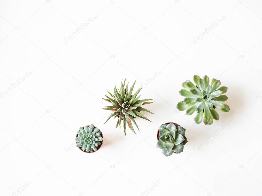 Various small succulents in pots on a white background. Top view. Copy space