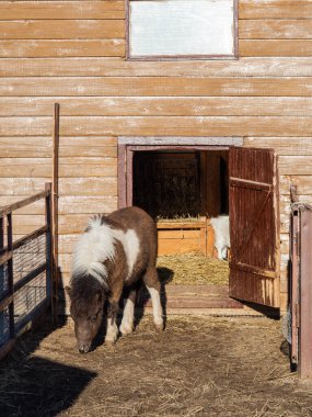 Çiftlikteki çayırda beyaz benekli küçük kahverengi midilli atı.
