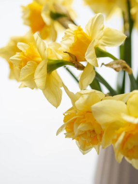 Masadaki vazoda bir buket bahar çiçeği. Vazo yaşam tarzında nergis narsisi.