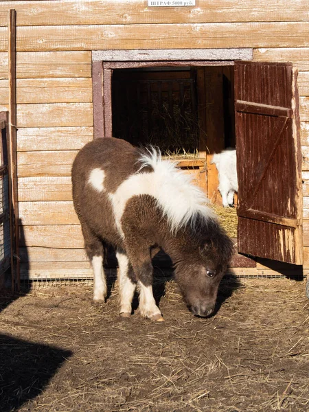 Çiftlikteki Çayırda Beyaz Benekli Küçük Kahverengi Midilli Atı — Stok fotoğraf