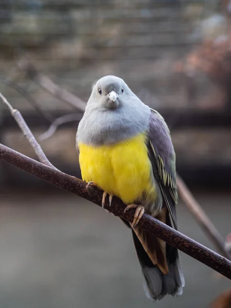 Gołębie Zielone Żółtej Stopie Siedzące Gałęzi — Zdjęcie stockowe