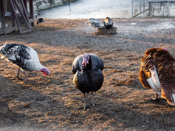 Turkeys Poultry Yard Winter — Stock Photo, Image