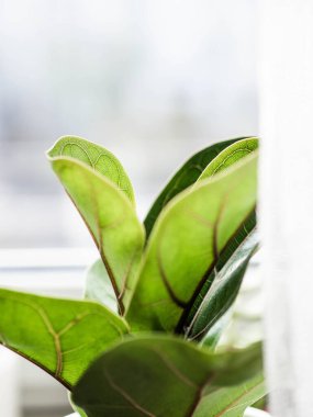 Düşük yeşil incir ağacı, pencere pervazında bir saksı içinde.