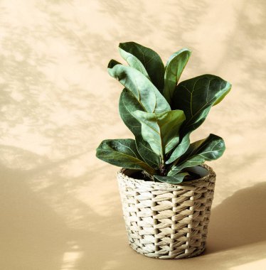 Bej arka planda düşük yeşil ficus lyrate önbellek kabında