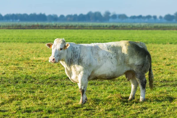 Yeşil alan'beyaz Hollandalı sığır inek — Stok fotoğraf