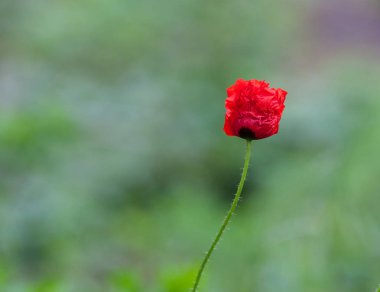 açmak üzere canlı kırmızı gelincik